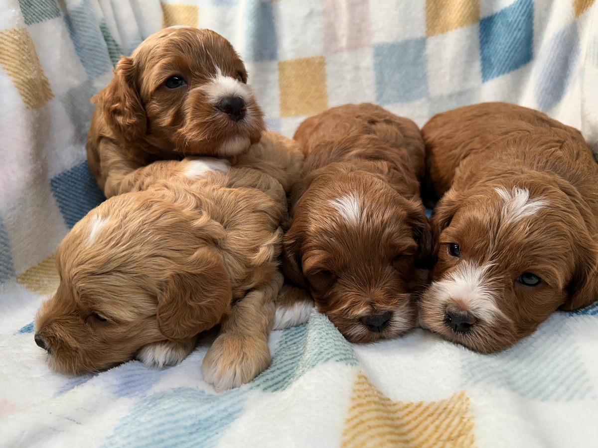 Dark Red Cockapoo Puppies for Sale DOB 8-5-2025 $950